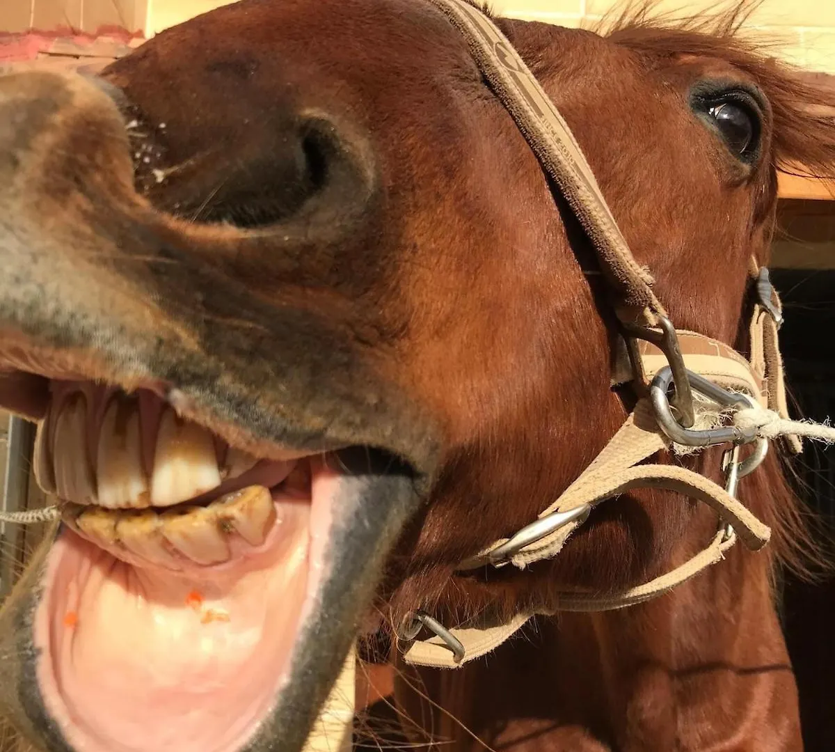 Marsaxlokk Farmstay Equine Centre Birżebbuġa 0*,  Malta