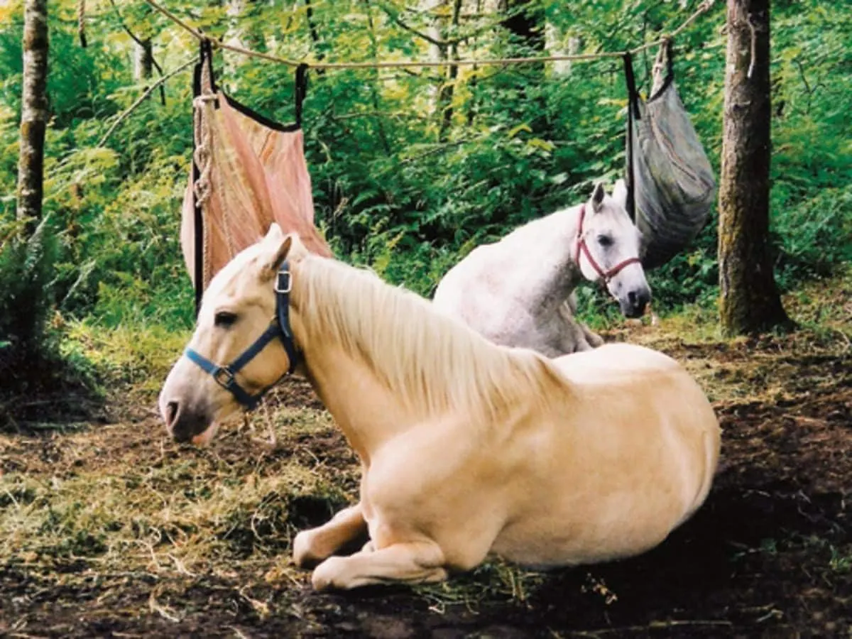 Vakantiehuis Marsaxlokk Farmstay Equine Centre Birżebbuġa Malta