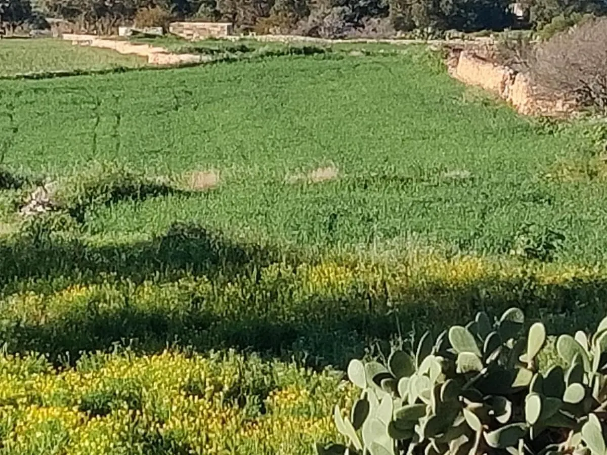 Marsaxlokk Farmstay Equine Centre Birzebbuga Malta