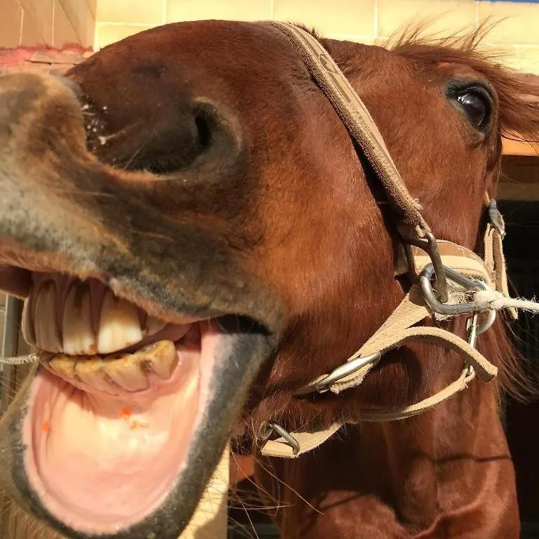 Marsaxlokk Farmstay Equine Centre Birzebbuga Holiday home